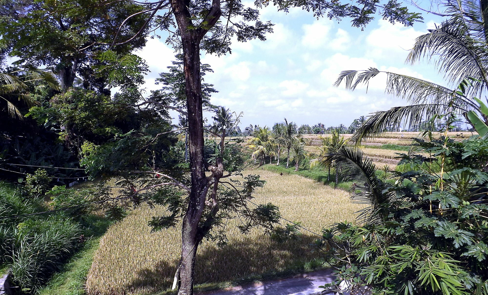 Uma Nandhi Ubud Natural Cottage Exterior foto